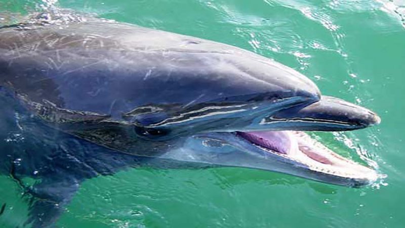 21 dolphins found dead on Mexico beach